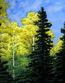 Aspens at Angel Fire