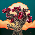Cholla Grande