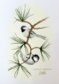 Mountain Chickadee